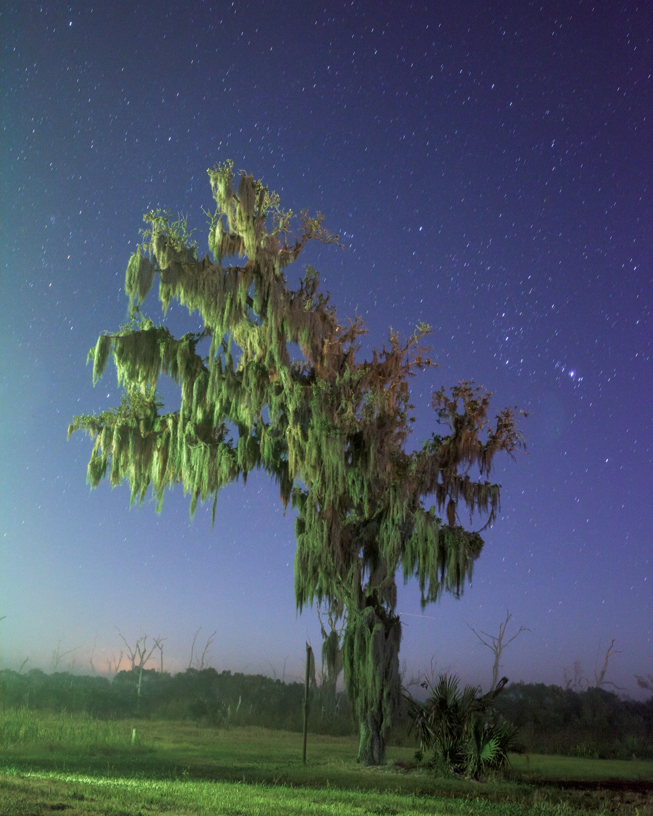 Terttu_Uibopuu-02_Tree_at_night_2014_digital_inkjet