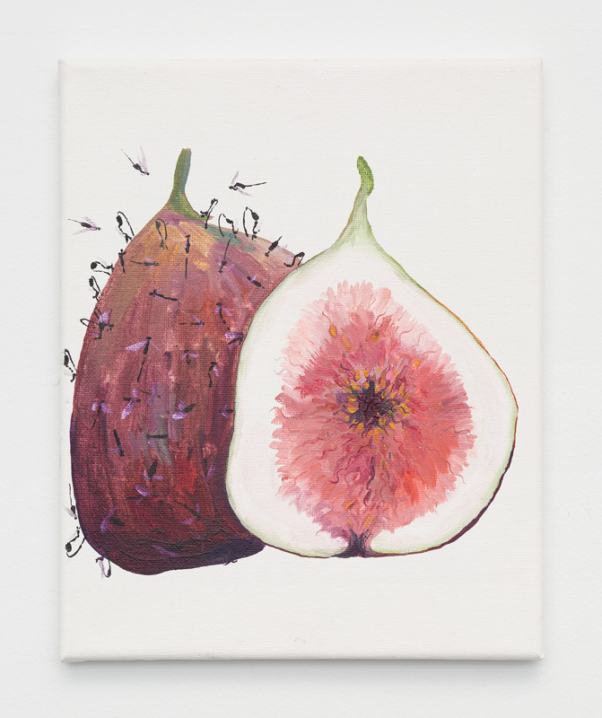 Fig wasp and the fig, 2016